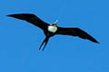 Great Frigatebird Fregata minor palmersoni