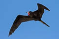 Great Frigatebird Fregata minor palmersoni