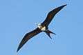 Great Frigatebird Fregata minor palmersoni