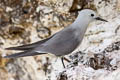 Grey Noddy Anous albivittus skottsbergii