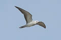 Grey Noddy Anous albivittus skottsbergii