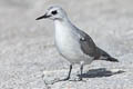 Grey Noddy Anous albivittus skottsbergii