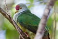 Henderson Fruit Dove Ptilinopus insularis