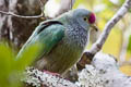 Henderson Fruit Dove Ptilinopus insularis