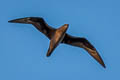 Henderson Petrel Pterodroma atrata