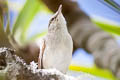 Henderson Reed Warbler Acrocephalus taiti