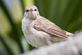 Henderson Reed Warbler Acrocephalus taiti