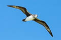 Herlad Petrel Pterodroma heraldica