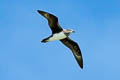 Herlad Petrel Pterodroma heraldica