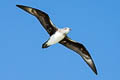 Herlad Petrel Pterodroma heraldica