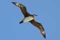 Kermadec Petrel Pterodroma neglecta neglecta