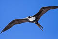 Lesser Frigatebird Fregata ariel Fregata ariel