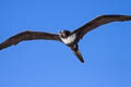 Lesser Frigatebird Fregata ariel Fregata ariel