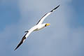 Masked Booby Sula dactylatra personata