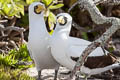 Masked Booby Sula dactylatra personata