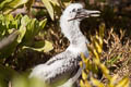 Masked Booby Sula dactylatra personata