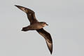 Murphy's Petrel Pterodroma ultima