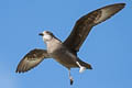 Murphy's Petrel Pterodroma ultima