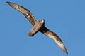 Murphy's Petrel Pterodroma ultima