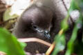 Murphy's Petrel Pterodroma ultima