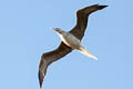 Red-footed Booby Sula sula rubriceps