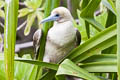 Red-footed Booby Sula sula rubriceps