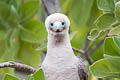 Red-footed Booby Sula sula rubriceps