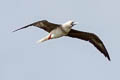 Red-footed Booby Sula sula rubriceps