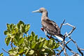 Red-footed Booby Sula sula rubriceps