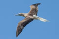 Red-footed Booby Sula sula rubriceps