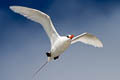 Red-tailed Tropicbird Phaethon rubricauda roseotinctus