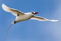 Red-tailed Tropicbird Phaethon rubricauda roseotinctus