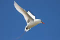 Red-tailed Tropicbird Phaethon rubricauda roseotinctus