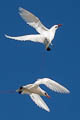 Red-tailed Tropicbird Phaethon rubricauda roseotinctus