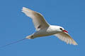 Red-tailed Tropicbird Phaethon rubricauda roseotinctus