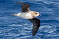 Soft-plumaged Petrel Pterodroma mollis