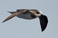 Soft-plumaged Petrel Pterodroma mollis