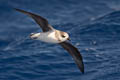 Soft-plumaged Petrel Pterodroma mollis