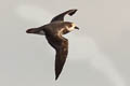 Soft-plumaged Petrel Pterodroma mollis