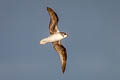 Soft-plumaged Petrel Pterodroma mollis