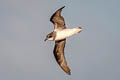 Soft-plumaged Petrel Pterodroma mollis