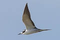 Sooty Tern Onychoprion fuscatus serratus