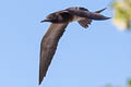 Sooty Tern Onychoprion fuscatus serratus