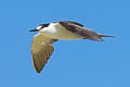 Sooty Tern Onychoprion fuscatus serratus