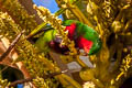 Stephen's Lorikeet Vini stepheni