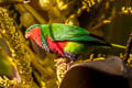 Stephen's Lorikeet Vini stepheni