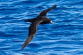 White-chinned Petrel Procellaria aequinoctialis