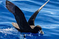 White-chinned Petrel Procellaria aequinoctialis