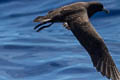 White-chinned Petrel Procellaria aequinoctialis