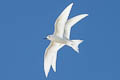 White Tern Gygis alba leucopes